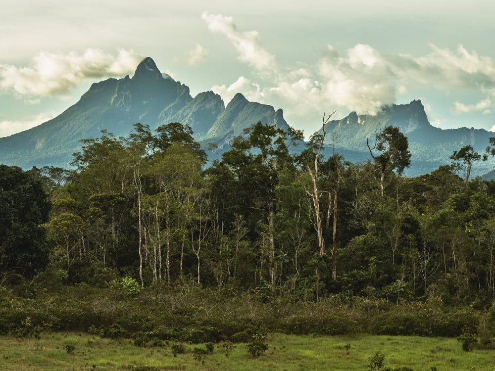 The towering, jagged peaks of Pico da Neblina rise dramatically above the dense, green canopy of the Amazon Rainforest under a cloudy sky. The towering, jagged peaks of Pico da Neblina rise dramatically above the dense, green canopy of the Amazon Rainforest under a cloudy sky.