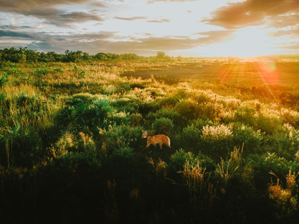 Cerrado Mane Wolfes - How to visit the Cerrado in Brazil?