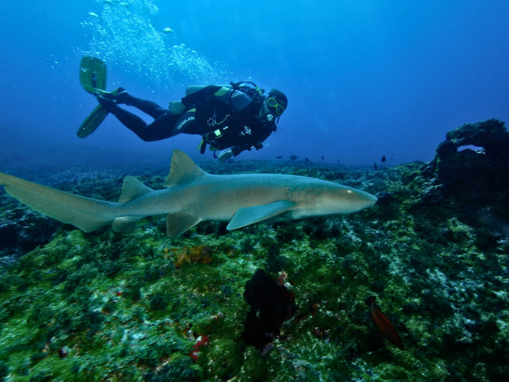 A scuba diver swims closely behind a nurse shark over a coral reef in the crystal-clear waters of Fernando de Noronha. A scuba diver swims closely behind a nurse shark over a coral reef in the crystal-clear waters of Fernando de Noronha.