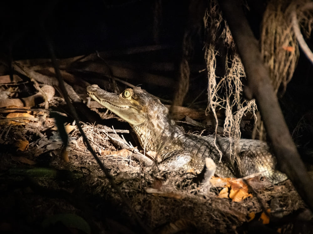 A camouflaged caiman rests on a riverbank covered in leaves during a night wildlife tour in the Amazon. A camouflaged caiman rests on a riverbank covered in leaves during a night wildlife tour in the Amazon.