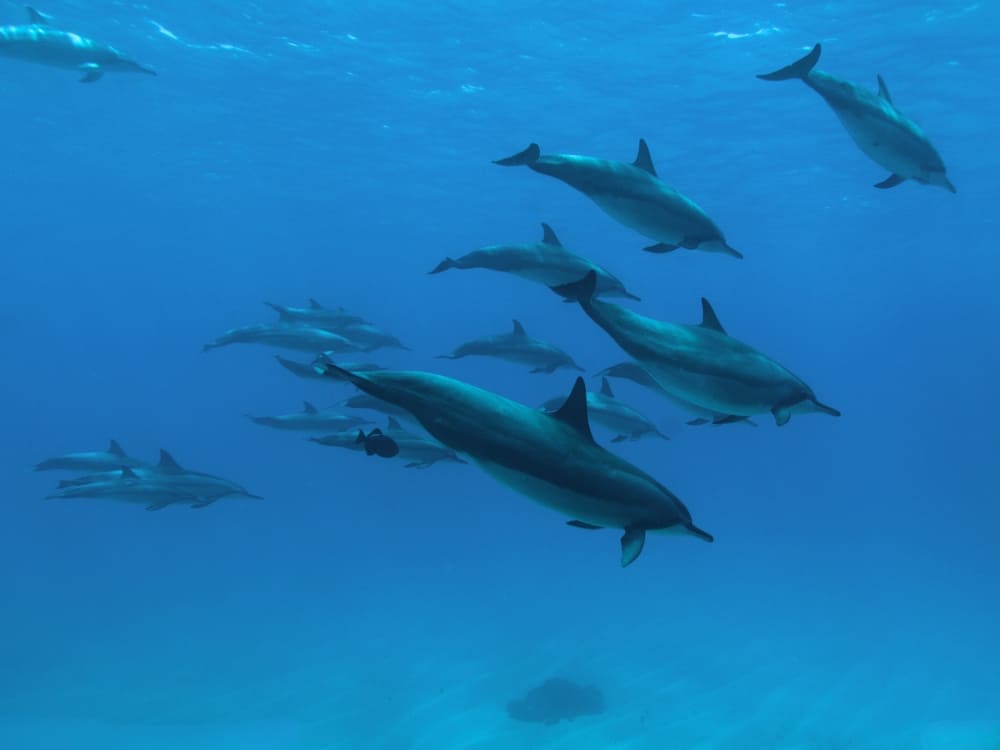 spinner dolphins