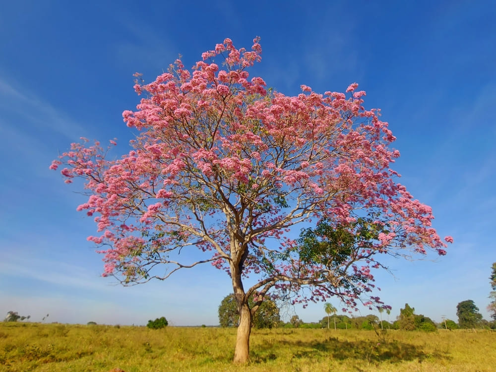 A large Pink Ipê tree stands in full bloom in a field, highlighting the beauty of Pantanal flora. A large Pink Ipê tree stands in full bloom in a field, highlighting the beauty of Pantanal flora.