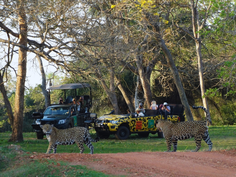 Pantanal Immersive Safaris