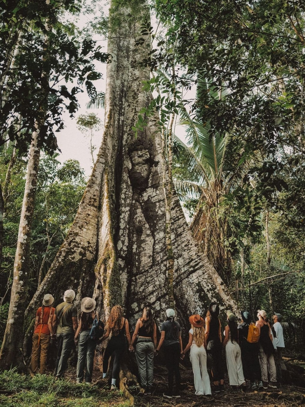 A large group of tourists holding hands to encircle the massive trunk of a Sumaúma tree, known as the Queen of the Amazon. A large group of tourists holding hands to encircle the massive trunk of a Sumaúma tree, known as the Queen of the Amazon.