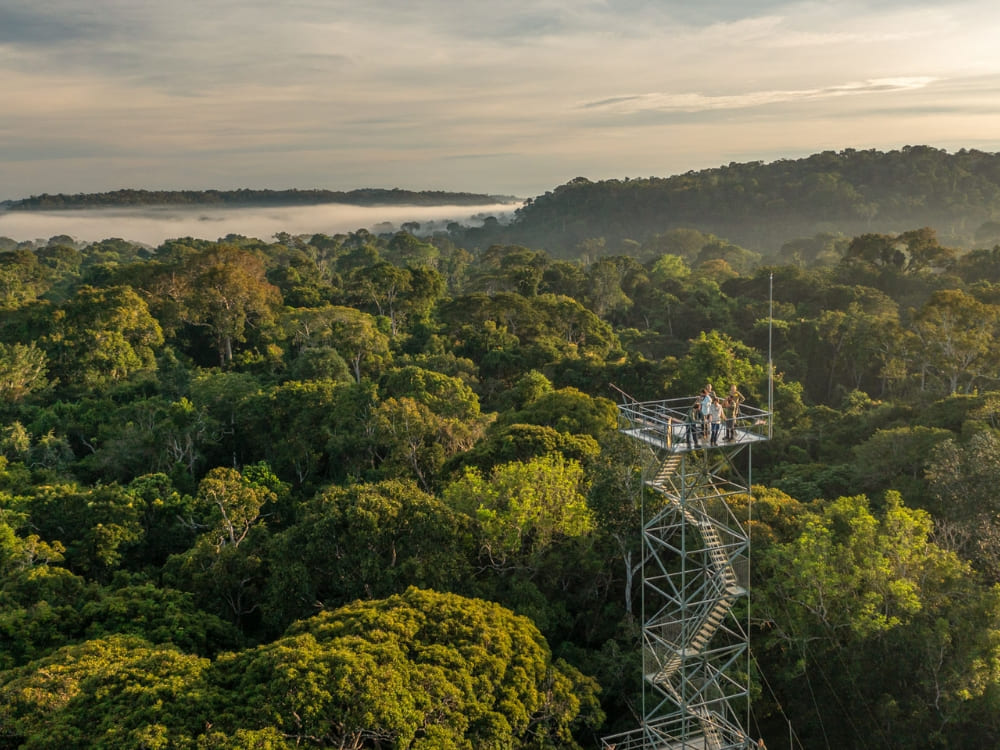 A view of the misty rainforest canopy at sunrise from a 50-meter observation tower, a highlight of Amazon rainforest tours in Mato Grosso. 