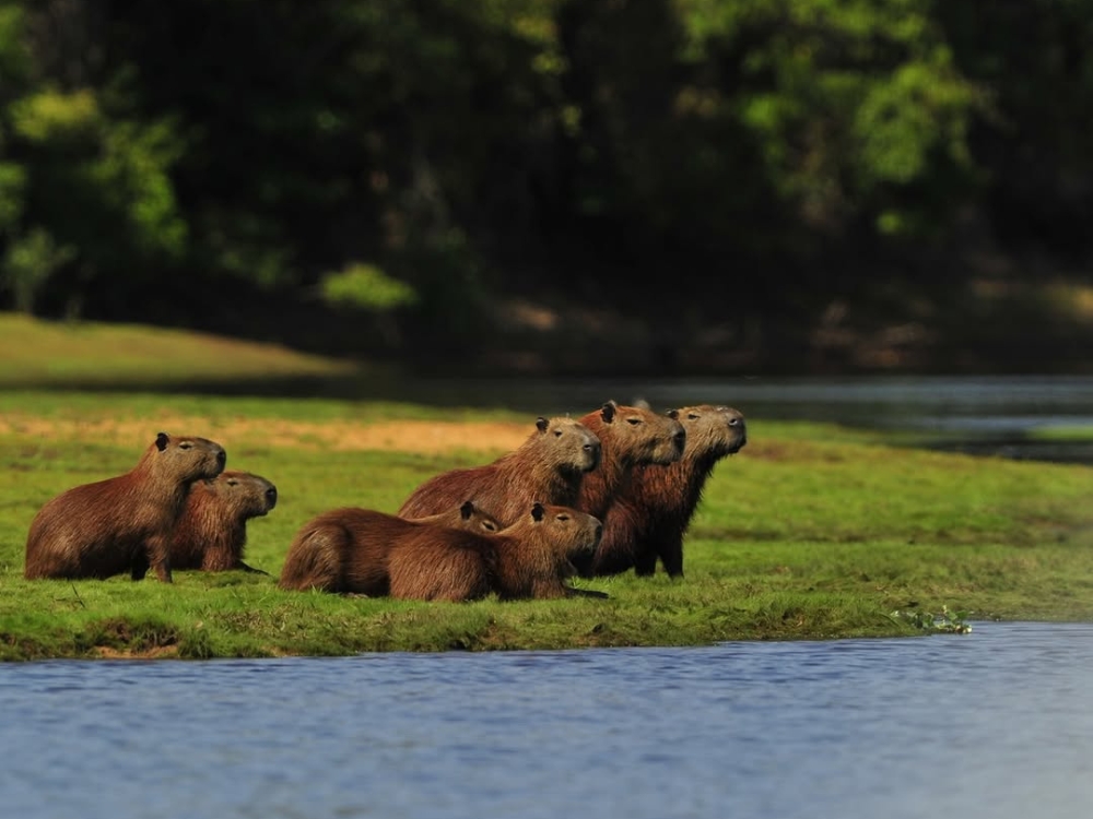 A group of capybaras rests on a grassy riverbank, showcasing the social nature of these Pantanal animals. A group of capybaras rests on a grassy riverbank, showcasing the social nature of these Pantanal animals.