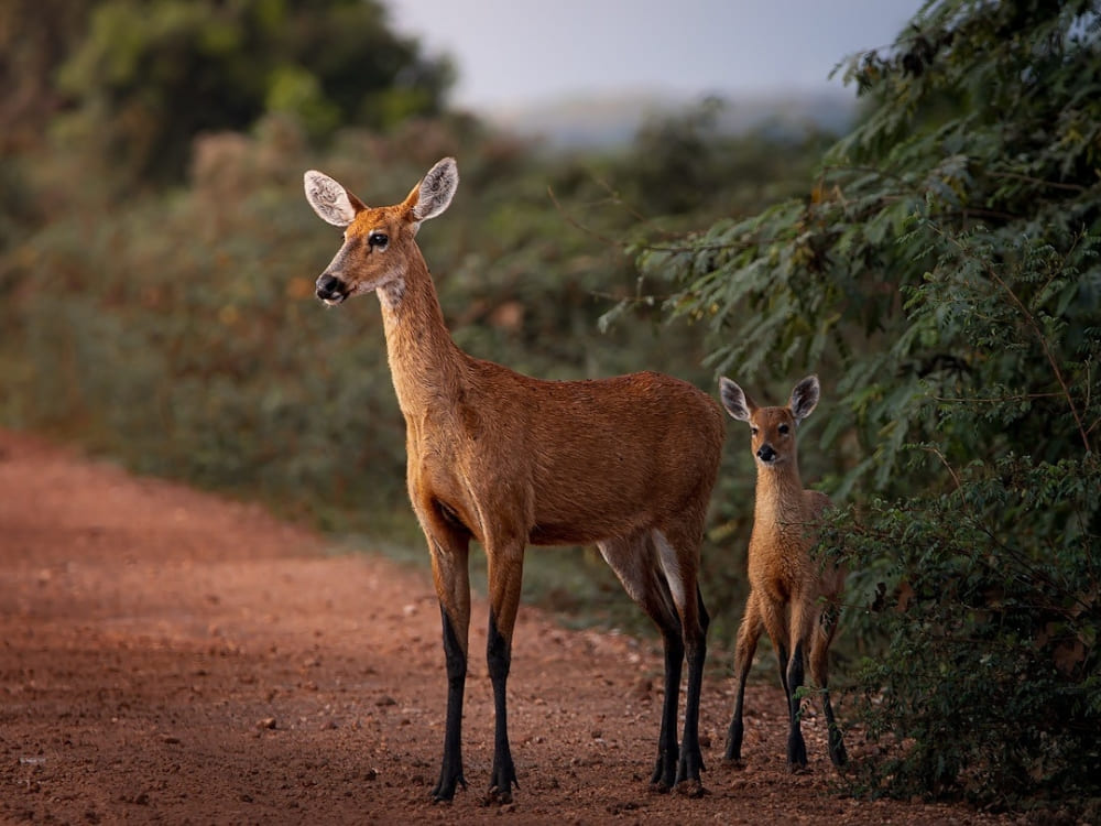 A female marsh deer stands protectively next to her fawn on a dirt path. A female marsh deer stands protectively next to her fawn on a dirt path.