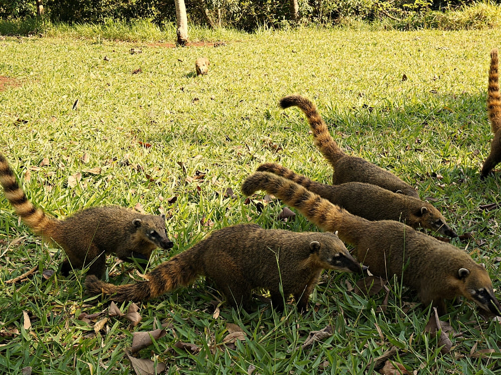 A group of ring-tailed coatis with raised tails forages for food in the green grass. A group of ring-tailed coatis with raised tails forages for food in the green grass.