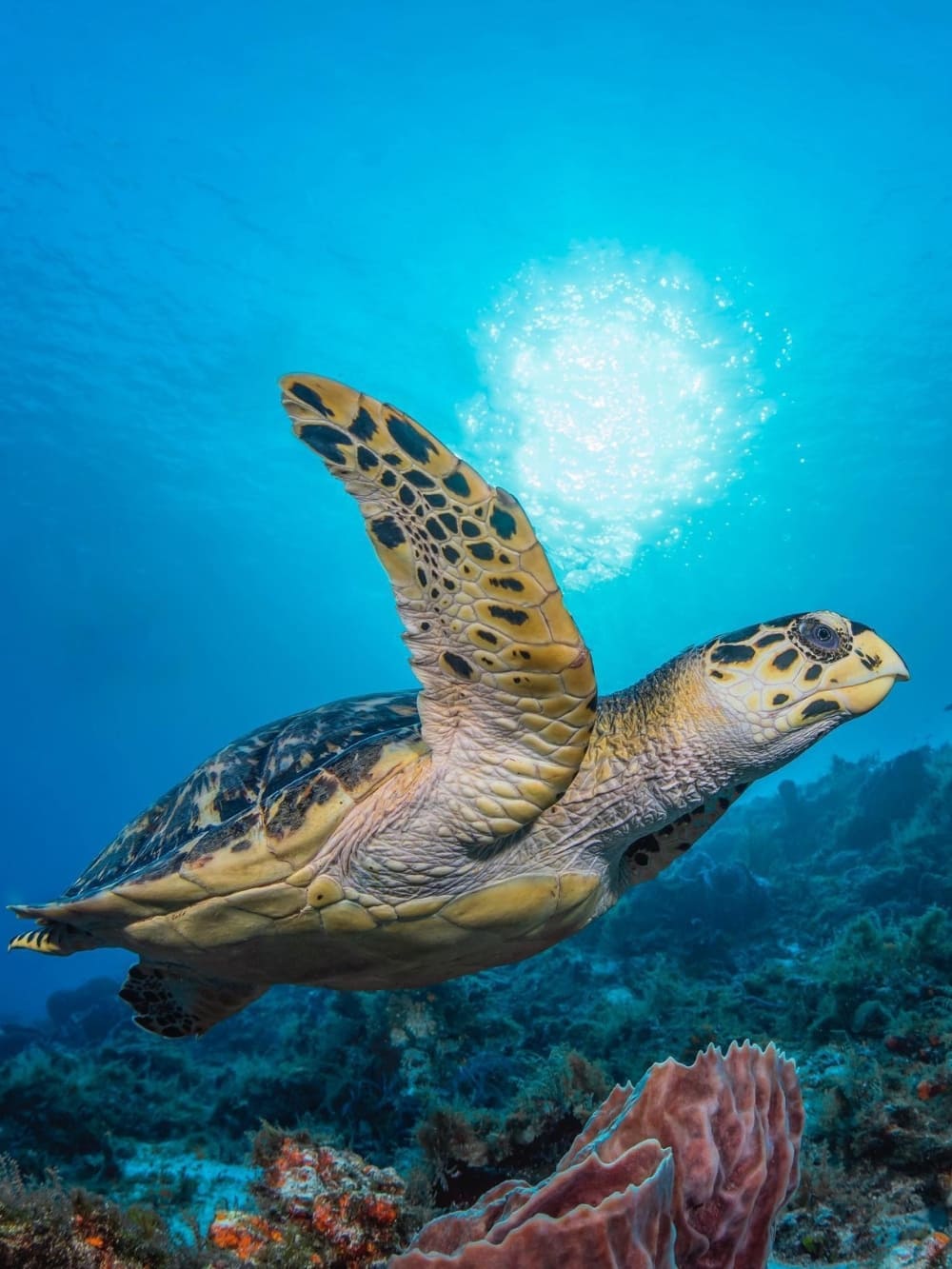 Hawksbill Sea Turtle Fernando de Noronha