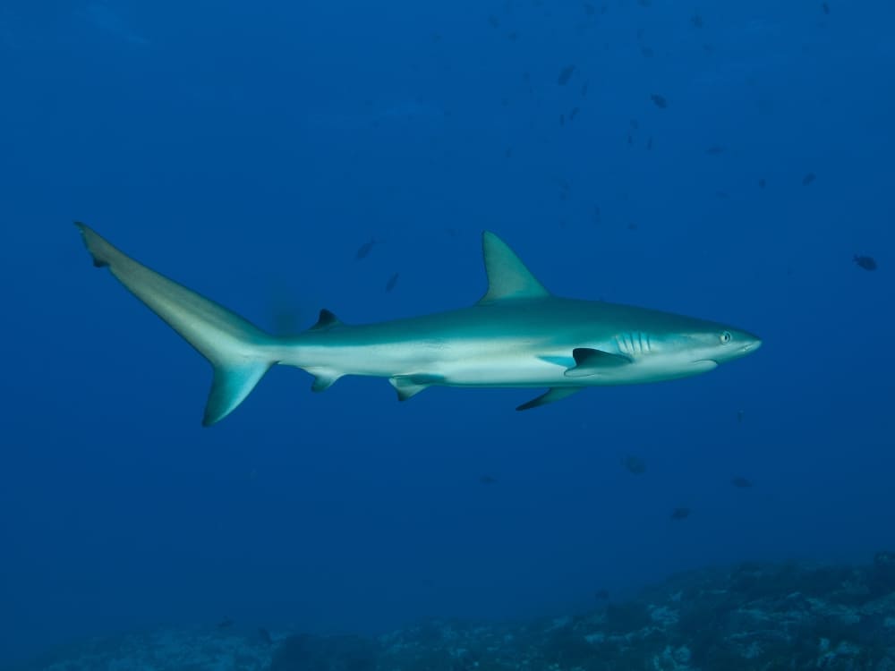 Shark Fernando de Noronha