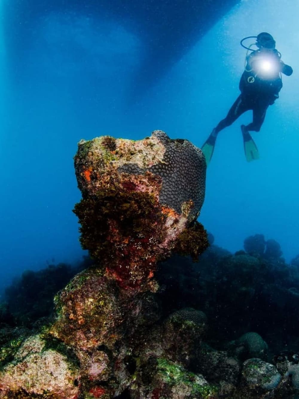 Dive in Abrolhos