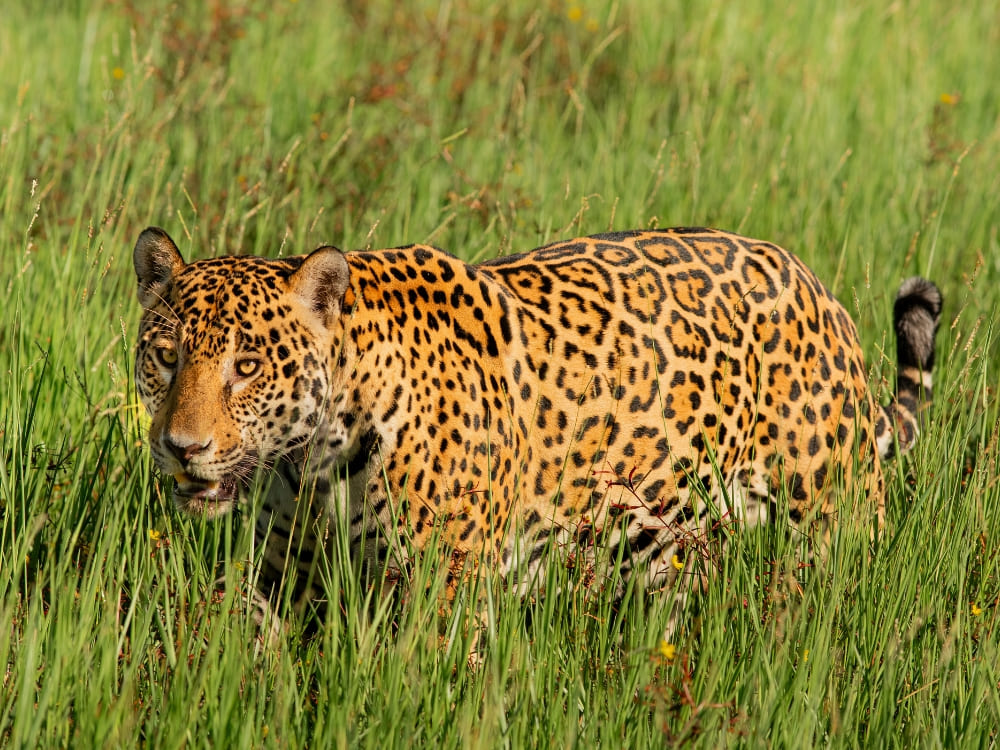 A spotted jaguar walking through the tall green grass in the sunlight of Pantanal Brazil. A spotted jaguar walking through the tall green grass in the sunlight of Pantanal Brazil.