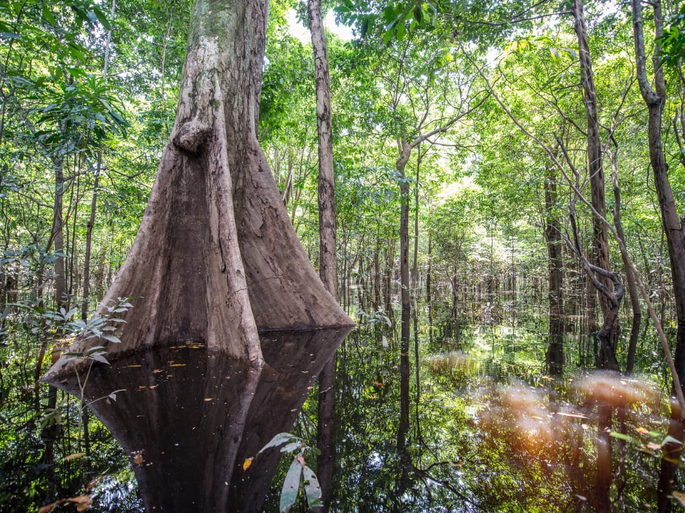 Large Samauma tree with buttress roots submerged in the dark waters of the flooded Amazon forest.
