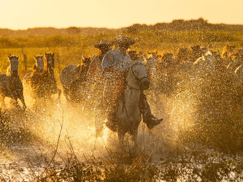 Traditional cowboys riding horses in the Southern Pantanal, offering cultural immersion often included in a Pantanal road trip or farm stay. Traditional cowboys riding horses in the Southern Pantanal, offering cultural immersion often included in a Pantanal road trip or farm stay.