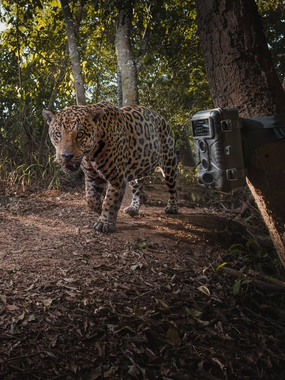 A large jaguar walks past a motion-activated camera trap strapped to a tree for the Jaguar Identification Project. A large jaguar walks past a motion-activated camera trap strapped to a tree for the Jaguar Identification Project.