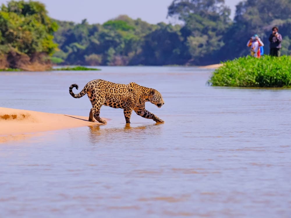 Sustainable tourism in the Pantanal