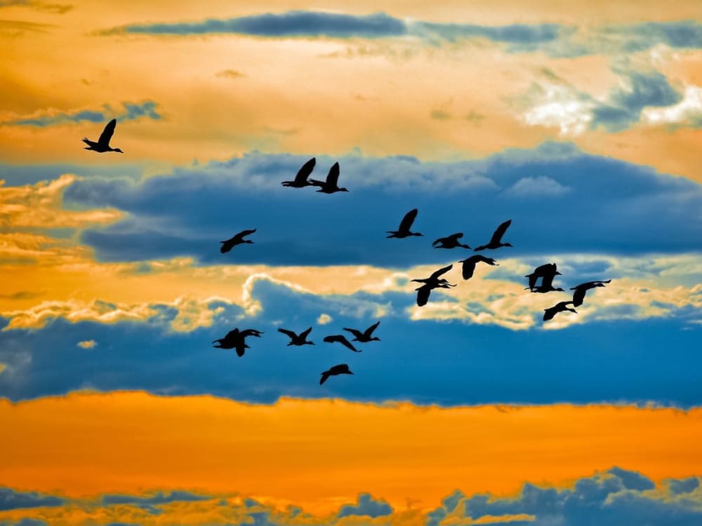 A flock of birds flying at sunset during the dry season, which is often cited as the best time to visit the Pantanal for wildlife viewing. A flock of birds flying at sunset during the dry season, which is often cited as the best time to visit the Pantanal for wildlife viewing.