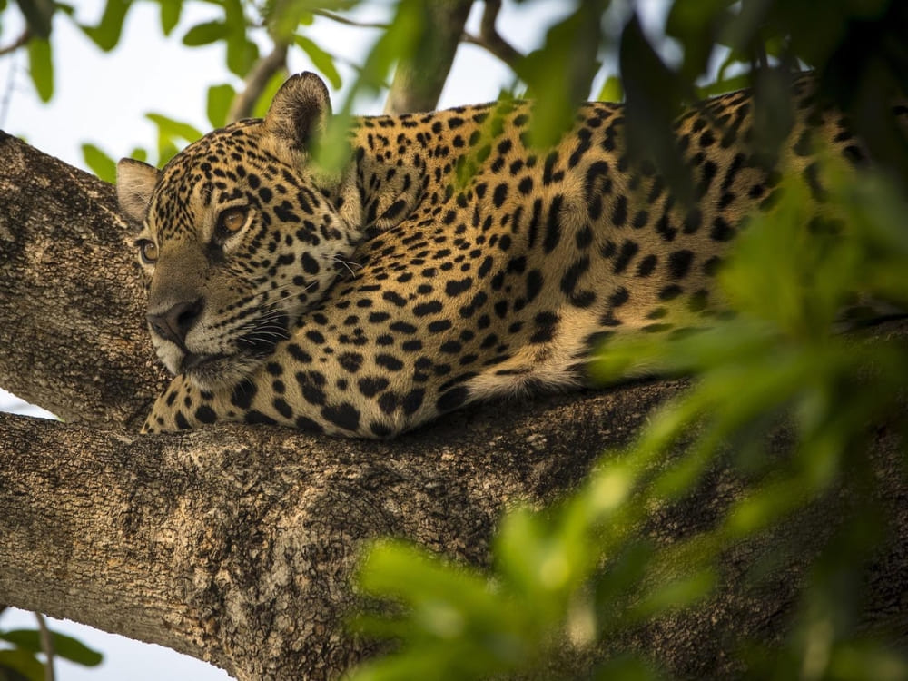Close-up of a jaguar resting in the North Pantanal, the best destination for travelers seeking intense Pantanal safari experiences. Close-up of a jaguar resting in the North Pantanal, the best destination for travelers seeking intense Pantanal safari experiences.