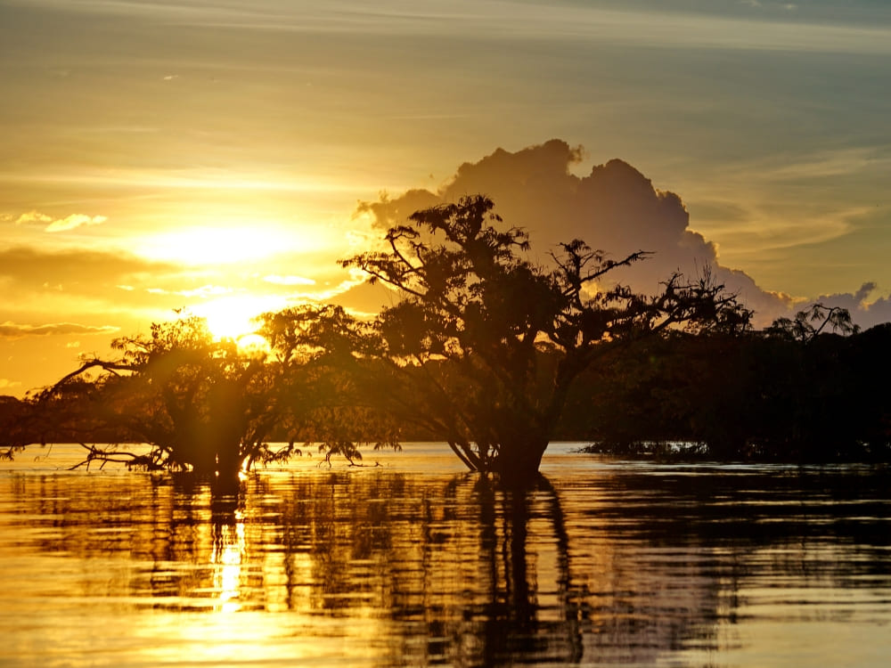 Golden sunset reflecting on the calm waters of a flooded igapĂł forest in the Amazon. Golden sunset reflecting on the calm waters of a flooded igapĂł forest in the Amazon.