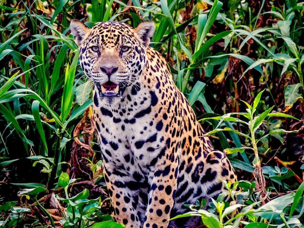 Een gevlekte jaguar zit rustig tussen de groene vegetatie in het Braziliaanse Pantanal bioom.