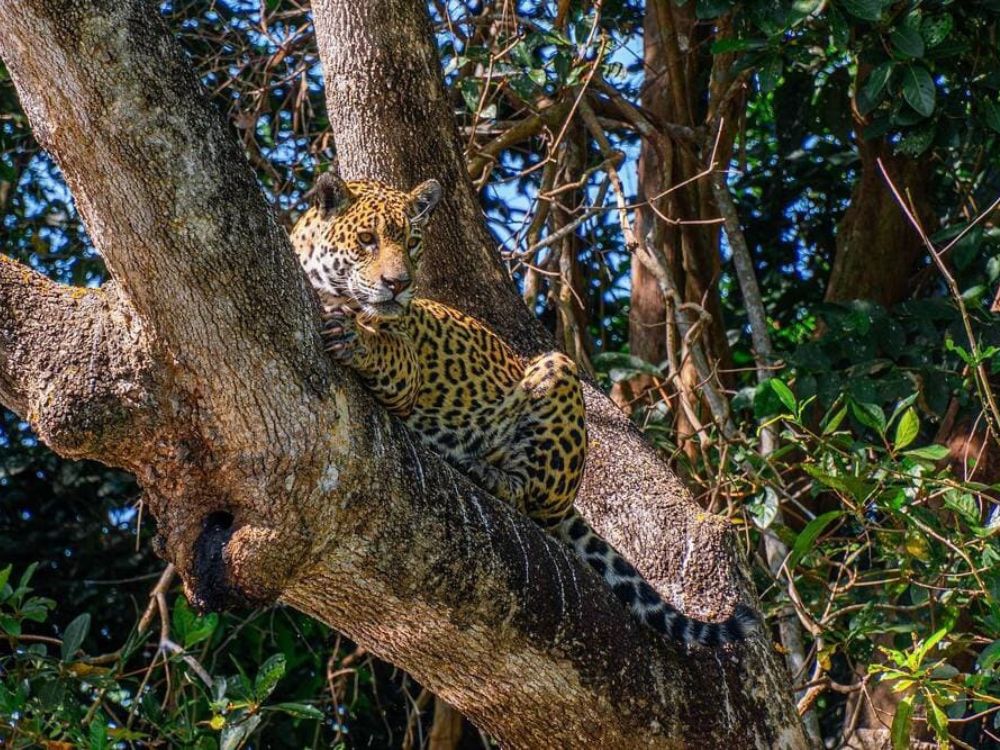 Een grote Pantanal jaguar rust comfortabel uit op een dikke boomtak.