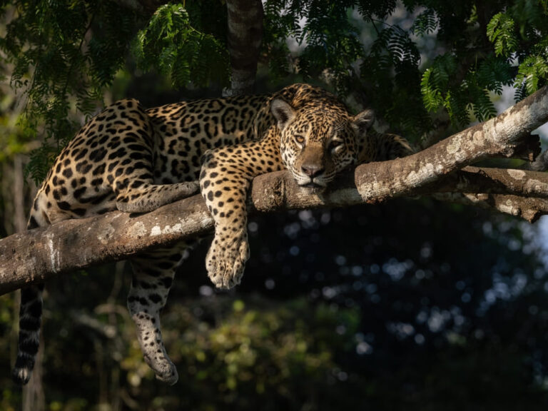 Where is the Best Place to See Jaguars in the Pantanal? Where is the Best Place to See Jaguars in the Pantanal?