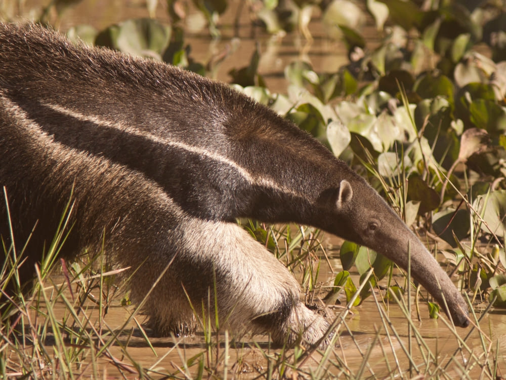 A giant anteater with its distinctive long snout and black-and-white striped fur walks through shallow water and green aquatic plants in the Pantanal wetlands.