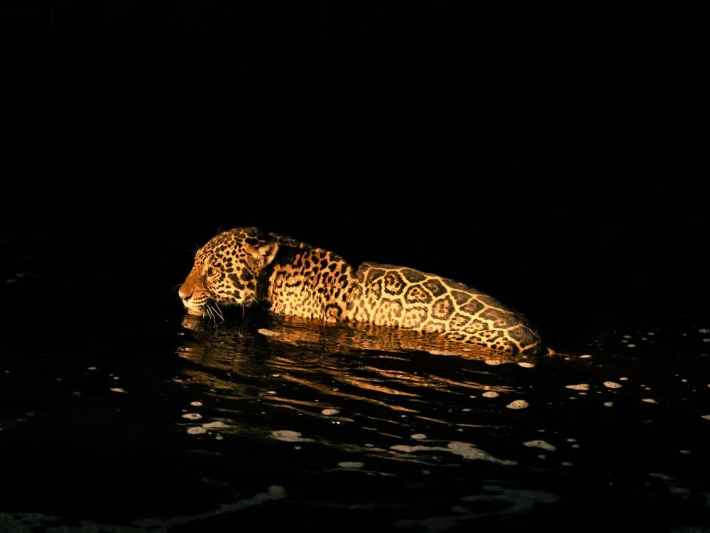 Een van de jaguars in het Pantanal zwemt 's nachts door een donkere rivier.