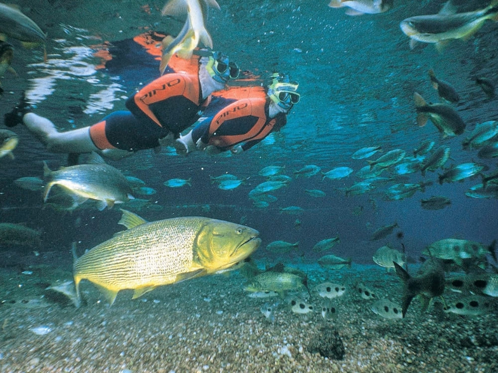 Tourists snorkeling in a clear river with Dorado fish, a unique underwater Pantanal experience.