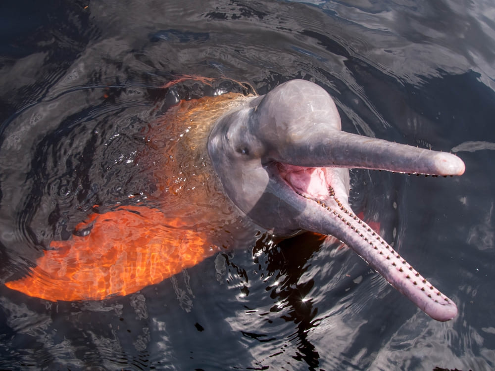 A pink Amazon river dolphin with its head above water and mouth open, showcasing the friendly wildlife of Brazil.