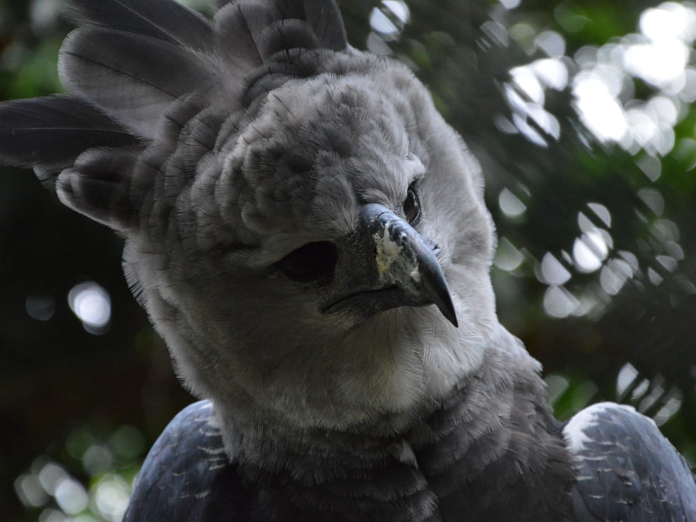 Close-up of a large harpy eagle with gray feathers looking down sharply from the Amazon jungle.