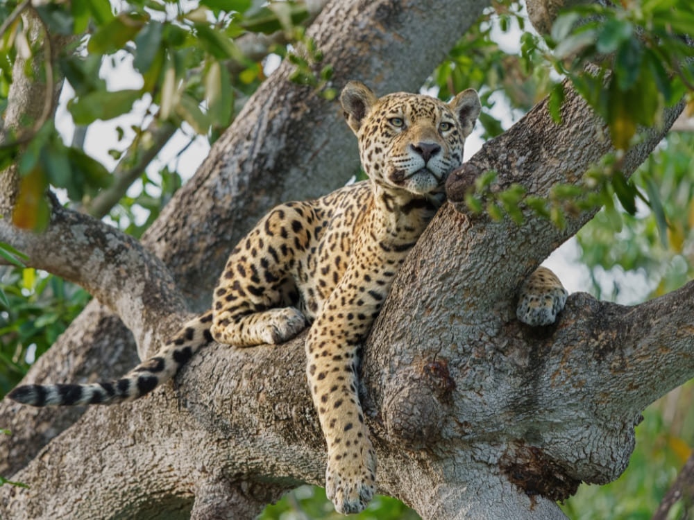 A spotted jaguar resting completely relaxed on a thick tree branch in the Amazon vegetation.