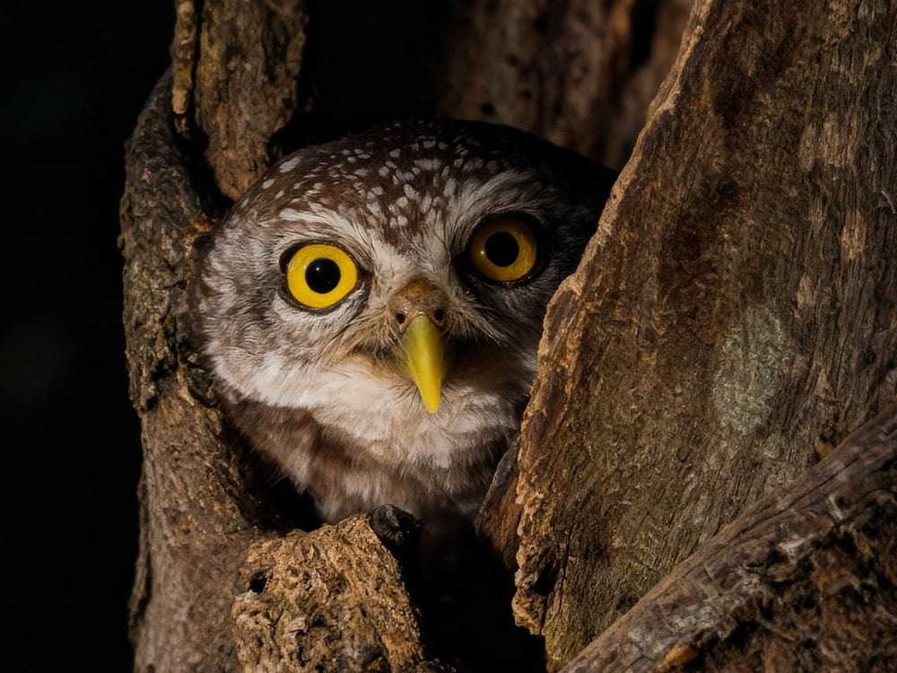 Close-up of a small owl peering from a tree hollow during a night spotlighting tour in Pantanal, Brazil. 