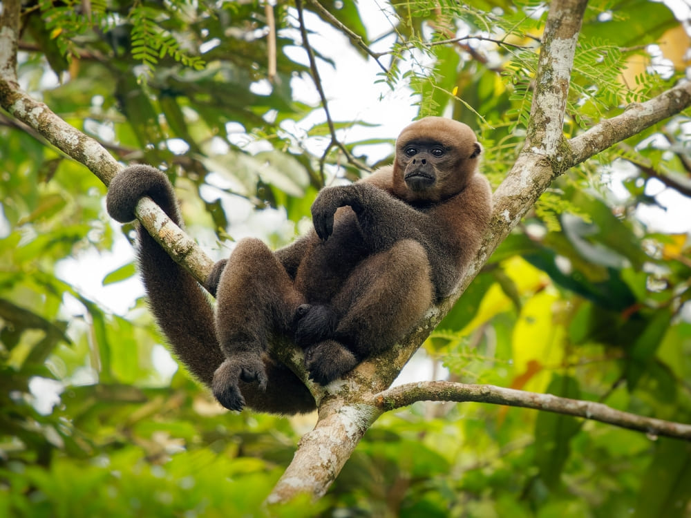 A robust woolly monkey with brownish-gray fur resting comfortably on a tree branch in the Amazon Rainforest.