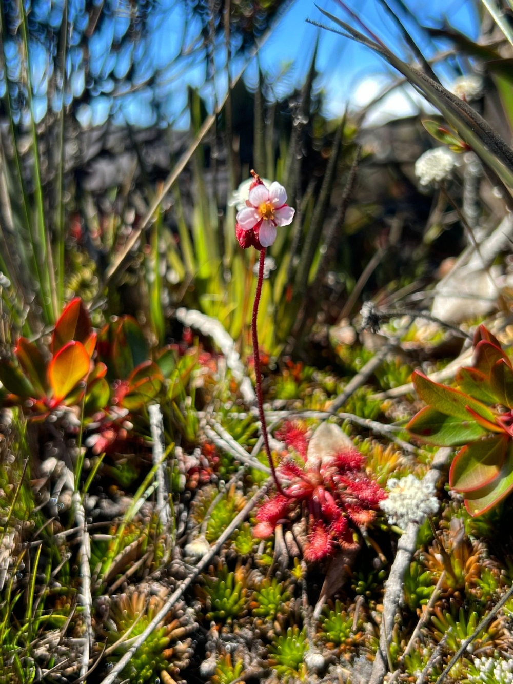  A delicate pink and white flower with a red stem grows among low-lying green and reddish vegetation on Mount Roraima.