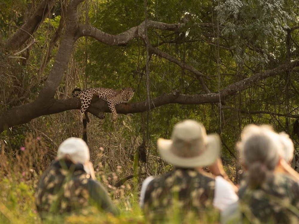  Tourists with hats and cameras in a boat observing a jaguar lying on a tree branch. 