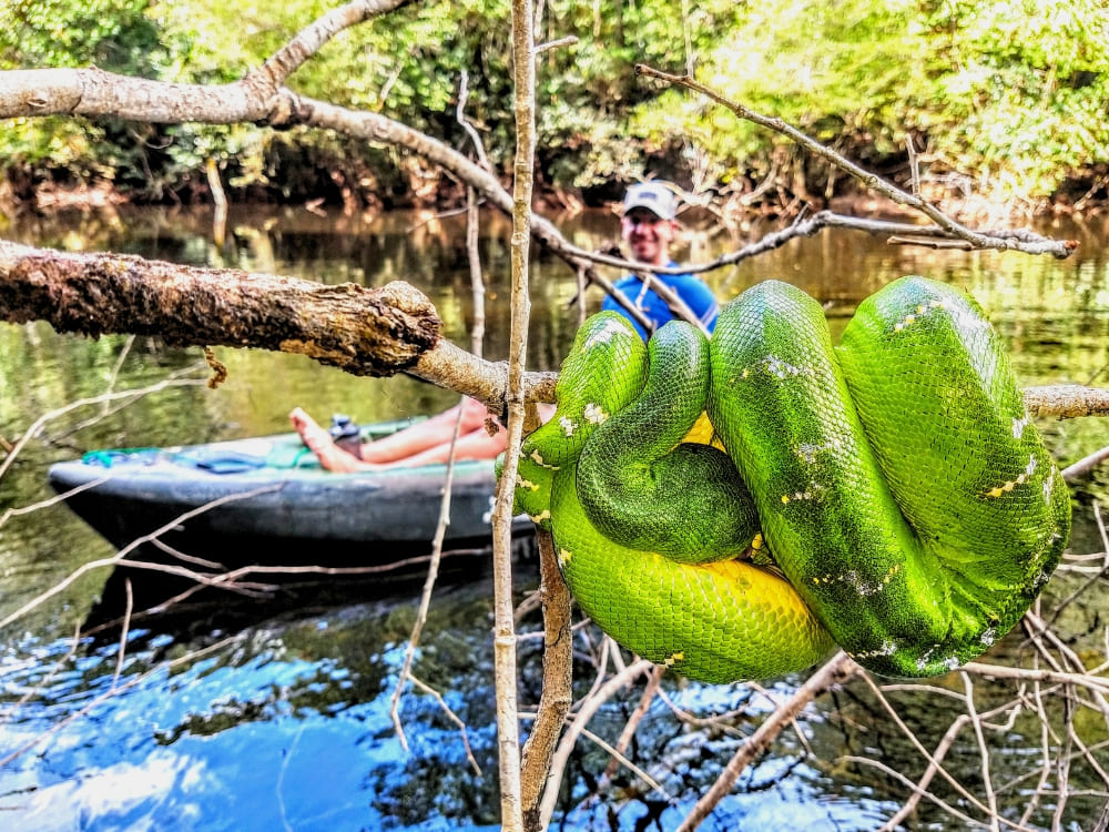 A large green snake coiled on a branch over the water, with a person in a kayak in the background in the Amazon jungle.