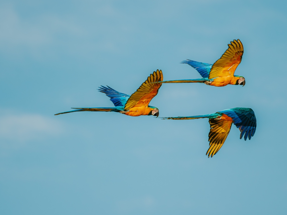 Three colorful macaws flying together across a blue sky during a wildlife observation tour in Brazil.