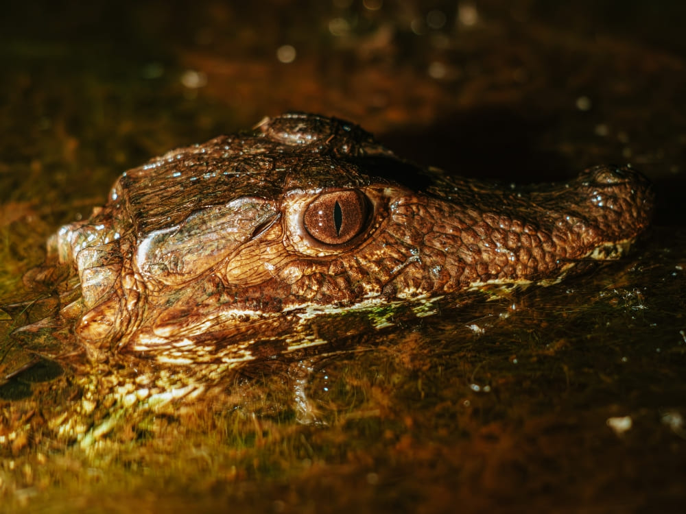 The textured head and eyes of a caiman emerging from the surface of dark water during a night observation tour.
