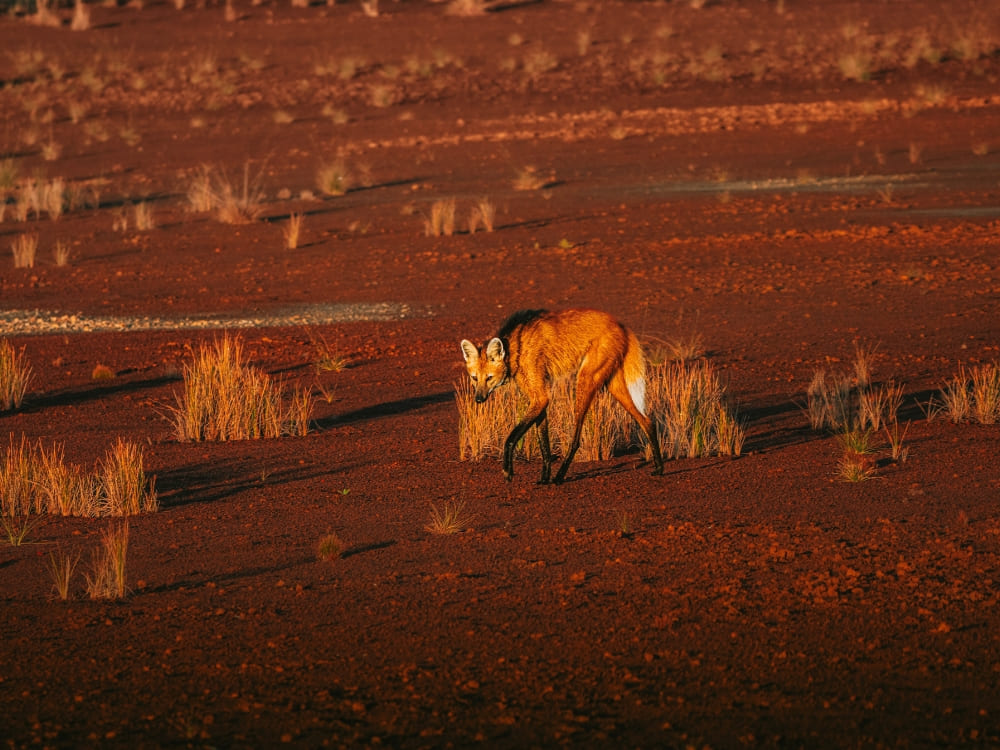  A large maned wolf walking through the dry grass of the Brazilian savanna under the soft late afternoon light.