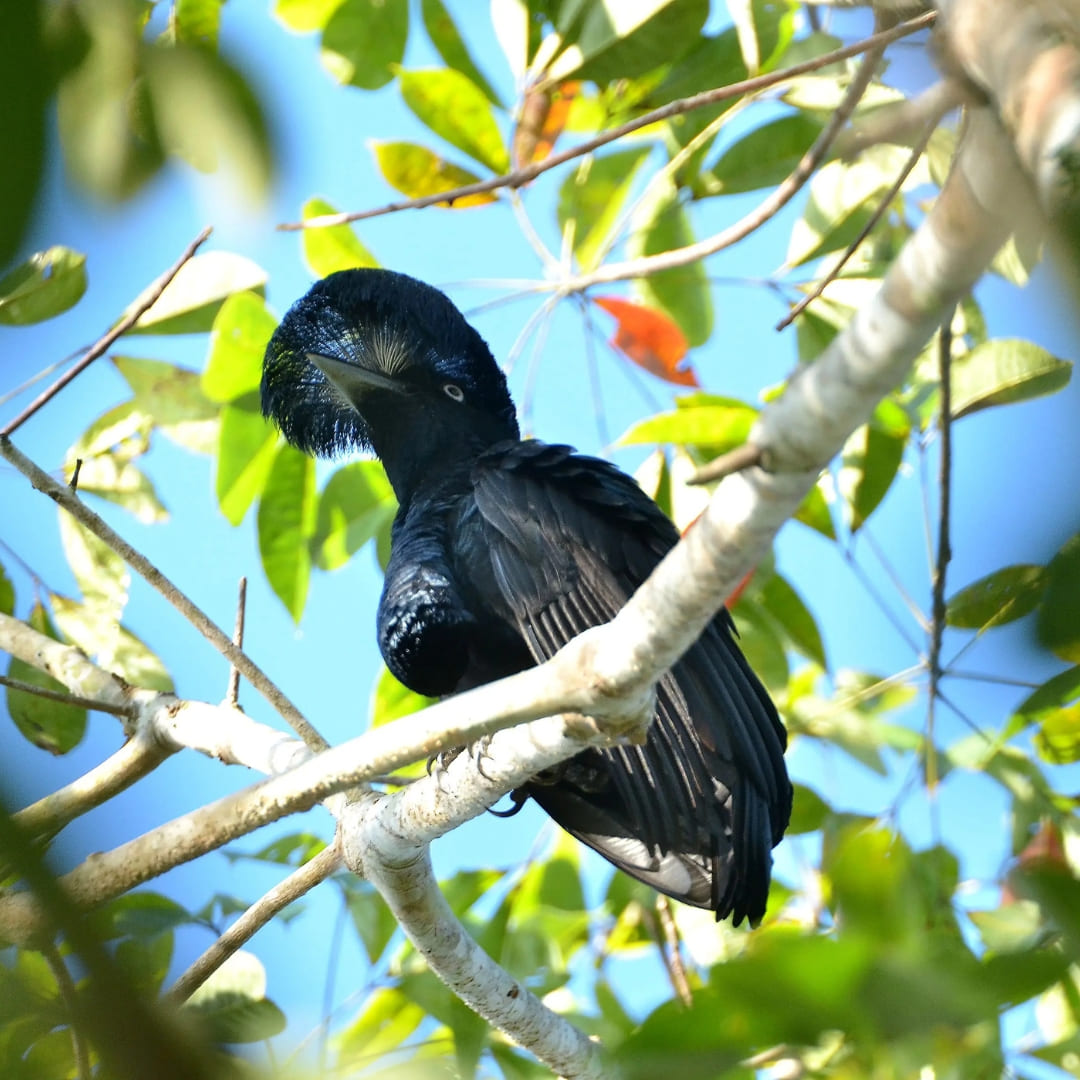 An exotic black bird with a prominent crest perched on a green branch during a birdwatching tour in the Amazon.