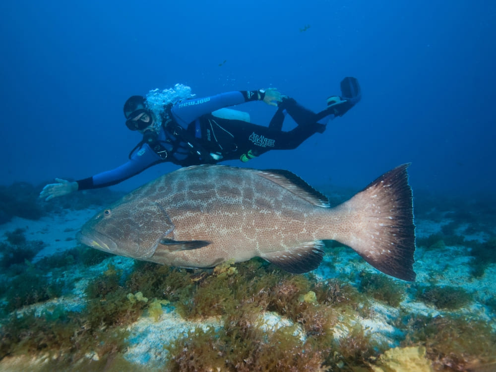 A scuba diver exploring the blue ocean swimming with open arms just above a large fish near the seabed.