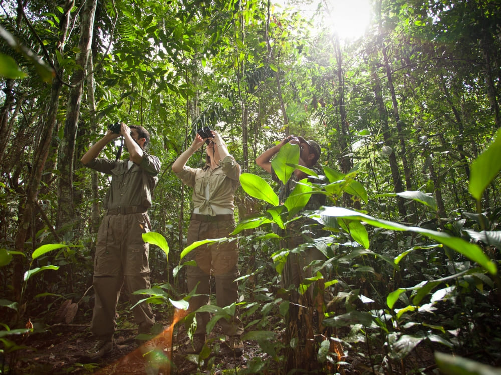 Three people exploring the tropical rainforest using binoculars during an immersive nature watching tour in Brazil.