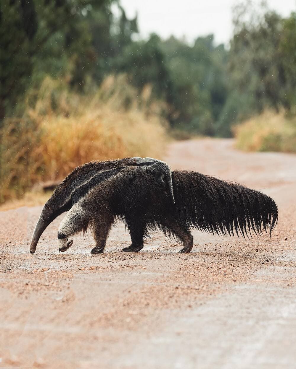 A giant anteater walking along a dirt road in the Pantanal, considered one of the best places to see wildlife.