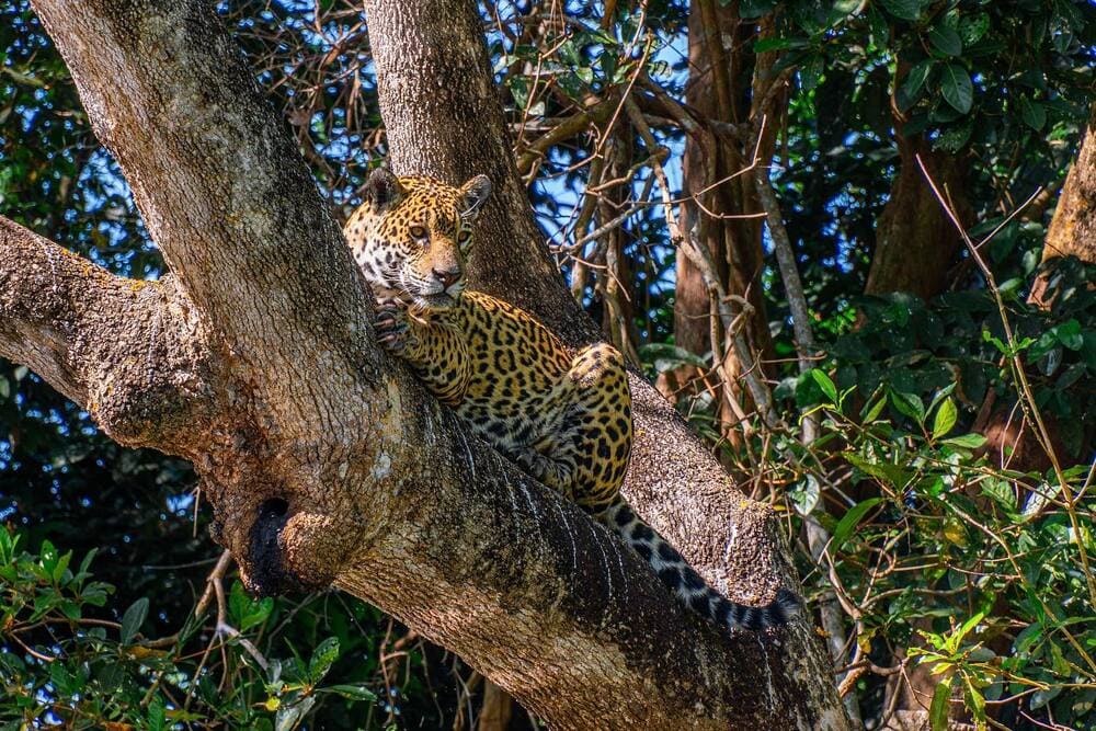 A camouflaged jaguar resting on the trunk of a large tree during a luxury eco-safari.