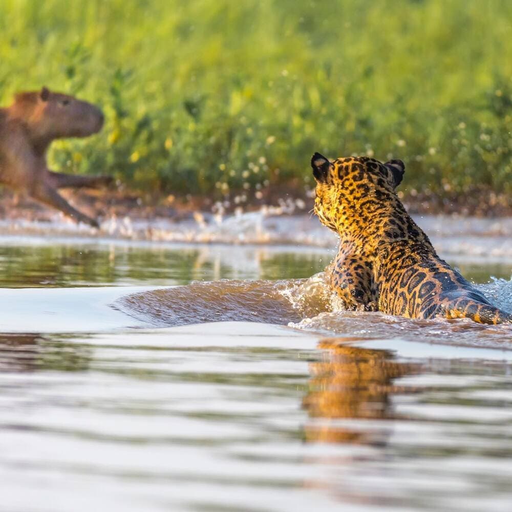 A jaguar swimming in a river while watching a capybara running on the riverbank during a Pantanal safari. 