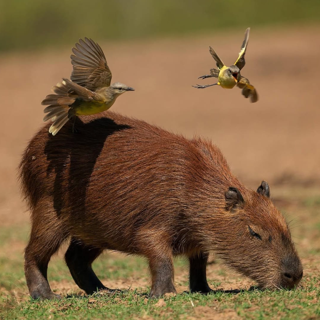 A capybara grazing on the grass with small birds flying around and perched on its back.