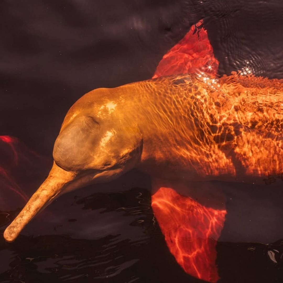  A pink river dolphin swimming gracefully just below the surface in the dark waters of a Brazilian river.