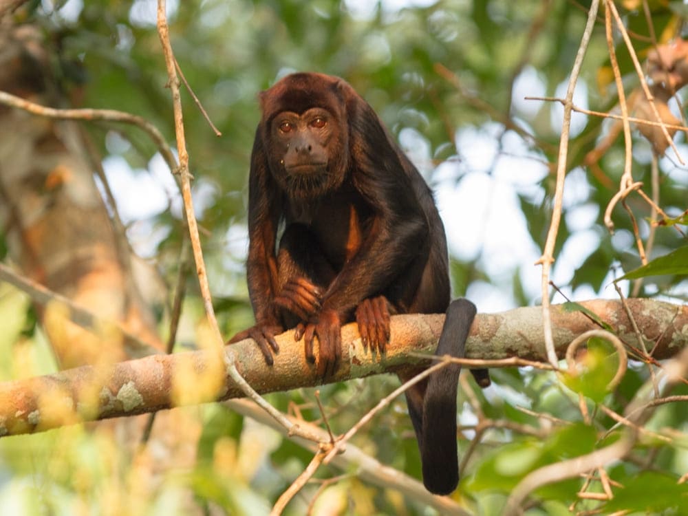 A dark-furred monkey sitting on a tree branch during a wildlife-focused tour in the Amazon.