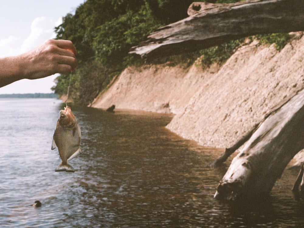 Hand holding a freshly caught fish on a line over the dark waters of the river, with a sandy bank and logs in the background.